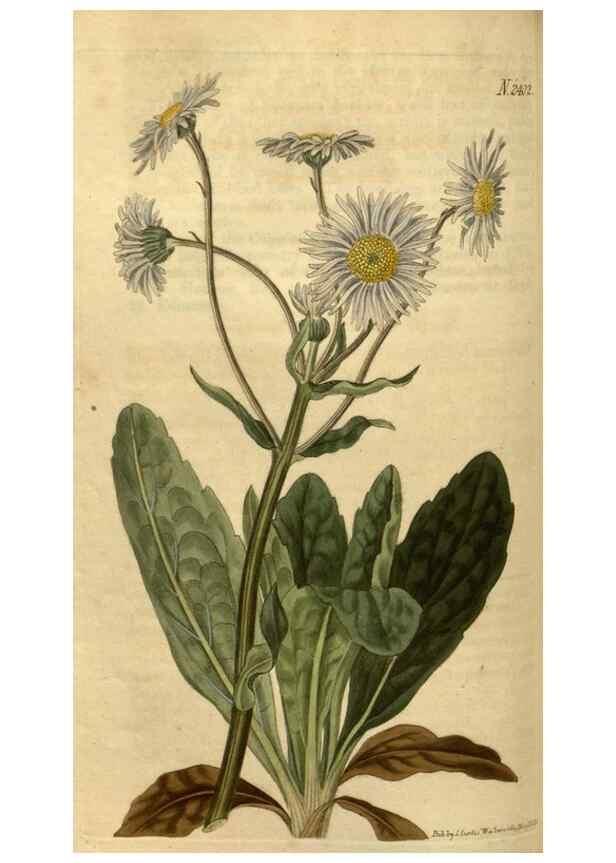 Reproducción/Reproduction 35190724275: Curtis's botanical magazine.. London ; New York [etc.] :Academic Press [etc.]
