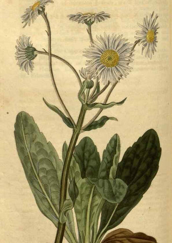 Reproducción/Reproduction 35190724275: Curtis's botanical magazine.. London ; New York [etc.] :Academic Press [etc.]