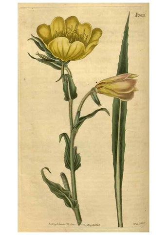 Reproducción/Reproduction 35060299691: Curtis's botanical magazine.. London ; New York [etc.] :Academic Press [etc.]