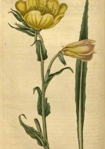 Reproducción/Reproduction 35060299691: Curtis's botanical magazine.. London ; New York [etc.] :Academic Press [etc.]