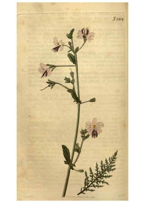 Reproducción/Reproduction 35060302261: Curtis's botanical magazine.. London ; New York [etc.] :Academic Press [etc.]