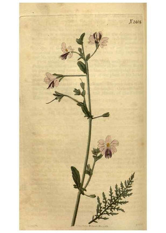 Reproducción/Reproduction 35060302261: Curtis's botanical magazine.. London ; New York [etc.] :Academic Press [etc.]