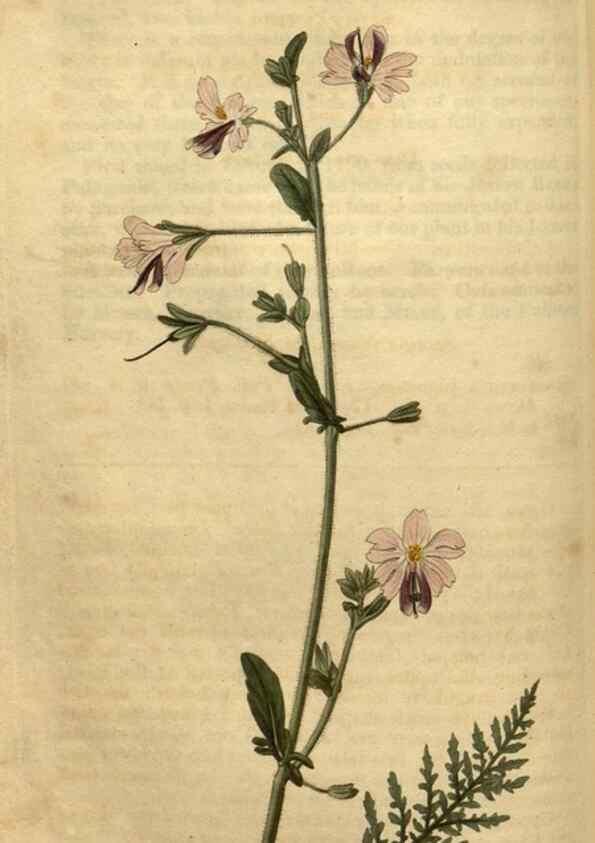 Reproducción/Reproduction 35060302261: Curtis's botanical magazine.. London ; New York [etc.] :Academic Press [etc.]