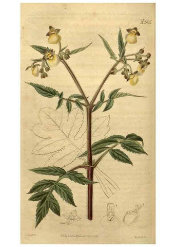 Reproducción/Reproduction 35060307041: Curtis's botanical magazine.. London ; New York [etc.] :Academic Press [etc.]