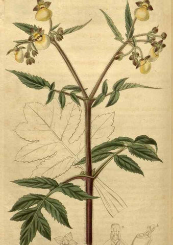 Reproducción/Reproduction 35060307041: Curtis's botanical magazine.. London ; New York [etc.] :Academic Press [etc.]