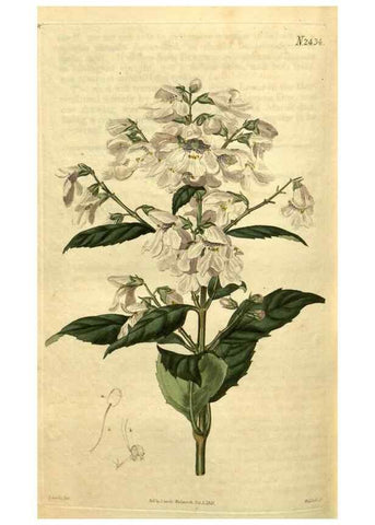 Reproducción/Reproduction 35025478542: Curtis's botanical magazine.. London ; New York [etc.] :Academic Press [etc.]