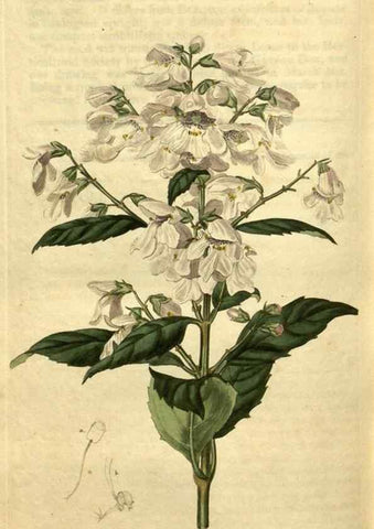 Reproducción/Reproduction 35025478542: Curtis's botanical magazine.. London ; New York [etc.] :Academic Press [etc.]