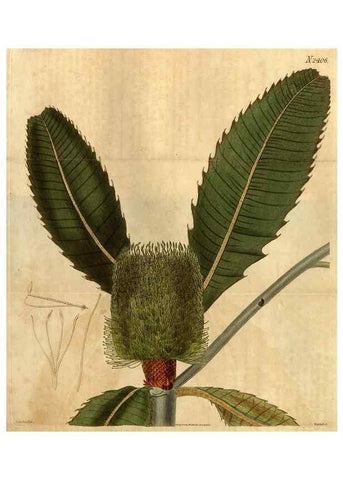 Reproducción/Reproduction 35060309201: Curtis's botanical magazine.. London ; New York [etc.] :Academic Press [etc.]