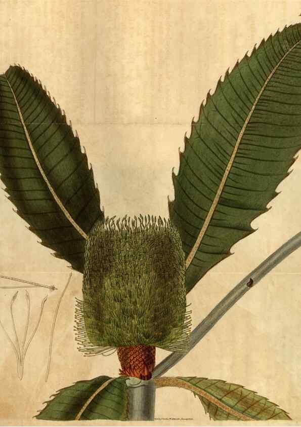 Reproducción/Reproduction 35060309201: Curtis's botanical magazine.. London ; New York [etc.] :Academic Press [etc.]
