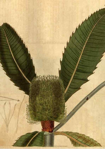 Reproducción/Reproduction 35060309201: Curtis's botanical magazine.. London ; New York [etc.] :Academic Press [etc.]