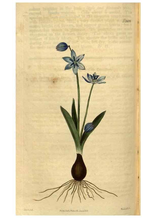 Reproducción/Reproduction 35060314191: Curtis's botanical magazine.. London ; New York [etc.] :Academic Press [etc.]