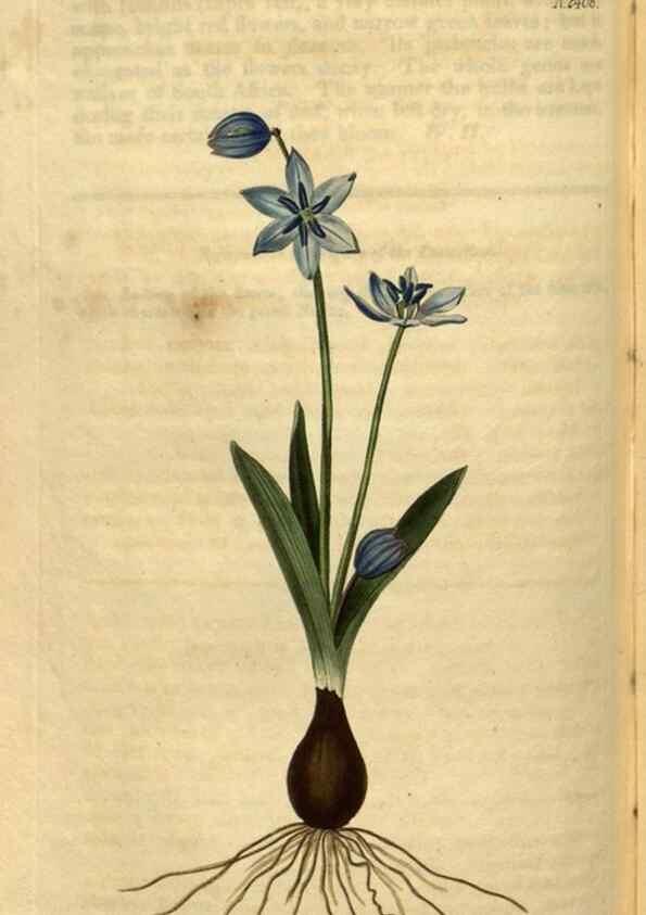 Reproducción/Reproduction 35060314191: Curtis's botanical magazine.. London ; New York [etc.] :Academic Press [etc.]