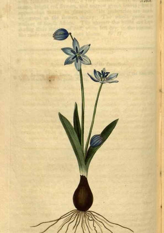 Reproducción/Reproduction 35060314191: Curtis's botanical magazine.. London ; New York [etc.] :Academic Press [etc.]