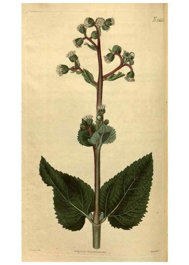 Reproducción/Reproduction 35190741485: Curtis's botanical magazine.. London ; New York [etc.] :Academic Press [etc.]