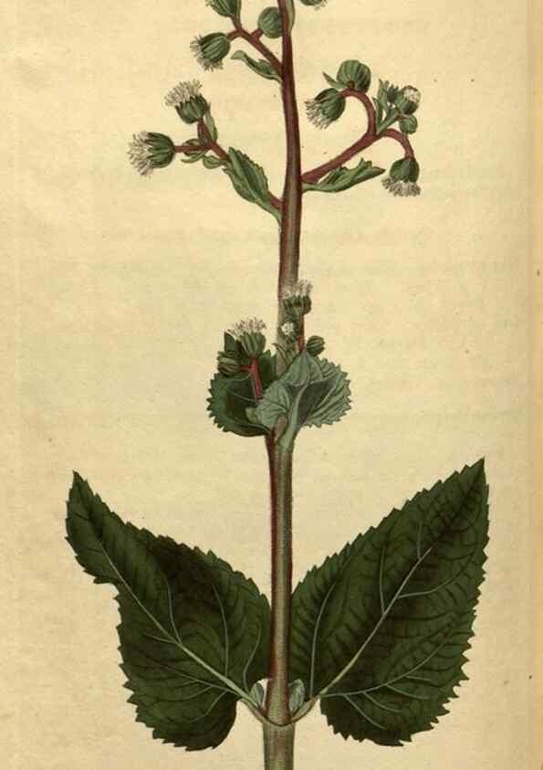 Reproducción/Reproduction 35190741485: Curtis's botanical magazine.. London ; New York [etc.] :Academic Press [etc.]