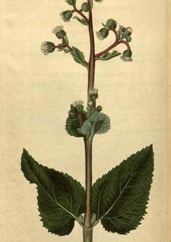 Reproducción/Reproduction 35190741485: Curtis's botanical magazine.. London ; New York [etc.] :Academic Press [etc.]