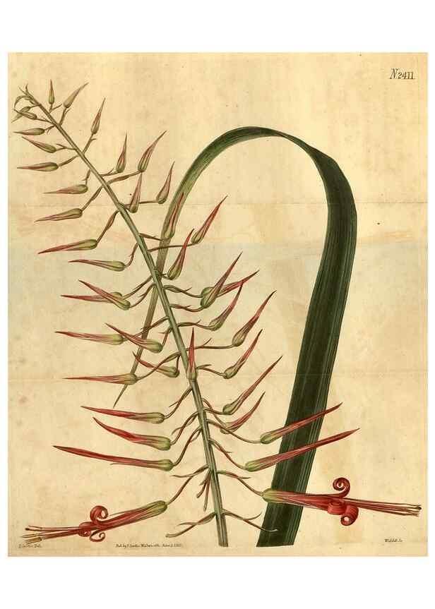 Reproducción/Reproduction 35190743085: Curtis's botanical magazine.. London ; New York [etc.] :Academic Press [etc.]