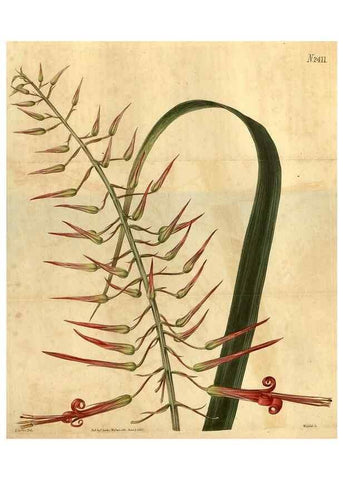 Reproducción/Reproduction 35190743085: Curtis's botanical magazine.. London ; New York [etc.] :Academic Press [etc.]