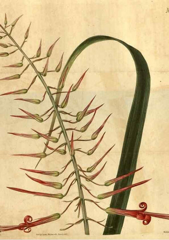 Reproducción/Reproduction 35190743085: Curtis's botanical magazine.. London ; New York [etc.] :Academic Press [etc.]