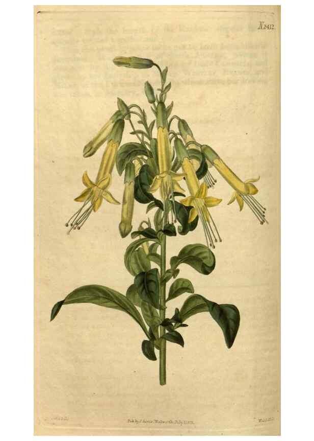 Reproducción/Reproduction 35190745015: Curtis's botanical magazine.. London ; New York [etc.] :Academic Press [etc.]