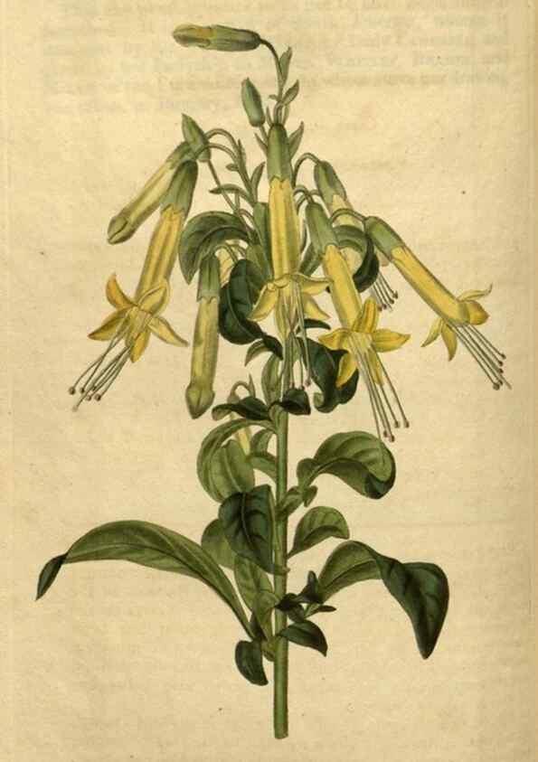 Reproducción/Reproduction 35190745015: Curtis's botanical magazine.. London ; New York [etc.] :Academic Press [etc.]