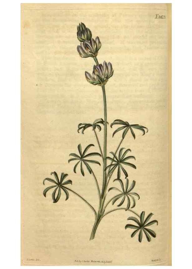 Reproducción/Reproduction 35025448092: Curtis's botanical magazine.. London ; New York [etc.] :Academic Press [etc.]
