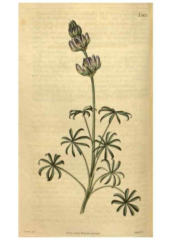 Reproducción/Reproduction 35025448092: Curtis's botanical magazine.. London ; New York [etc.] :Academic Press [etc.]