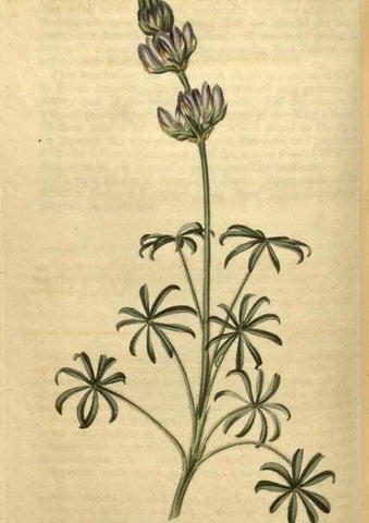 Reproducción/Reproduction 35025448092: Curtis's botanical magazine.. London ; New York [etc.] :Academic Press [etc.]