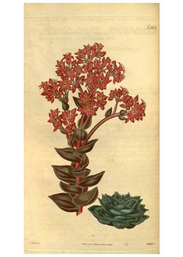 Reproducción/Reproduction 34860372140: Curtis's botanical magazine.. London ; New York [etc.] :Academic Press [etc.]