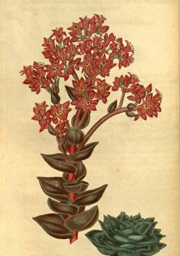 Reproducción/Reproduction 34860372140: Curtis's botanical magazine.. London ; New York [etc.] :Academic Press [etc.]