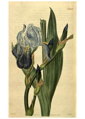 Reproducción/Reproduction 35025480102: Curtis's botanical magazine.. London ; New York [etc.] :Academic Press [etc.]