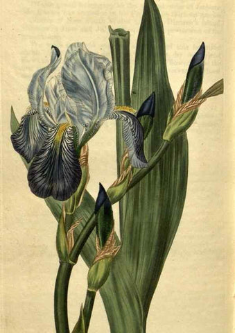 Reproducción/Reproduction 35025480102: Curtis's botanical magazine.. London ; New York [etc.] :Academic Press [etc.]
