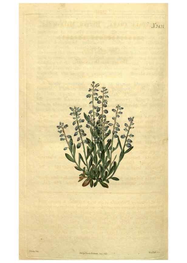 Reproducción/Reproduction 34346166964: Curtis's botanical magazine.. London ; New York [etc.] :Academic Press [etc.]