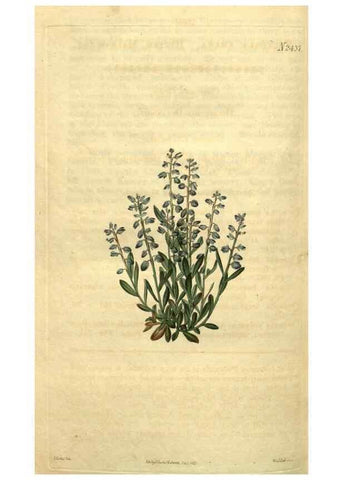 Reproducción/Reproduction 34346166964: Curtis's botanical magazine.. London ; New York [etc.] :Academic Press [etc.]