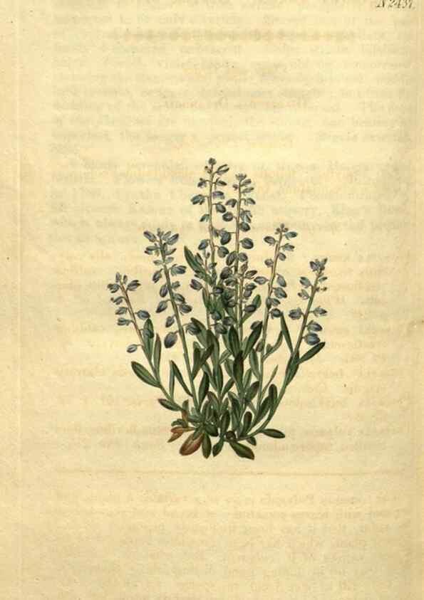 Reproducción/Reproduction 34346166964: Curtis's botanical magazine.. London ; New York [etc.] :Academic Press [etc.]