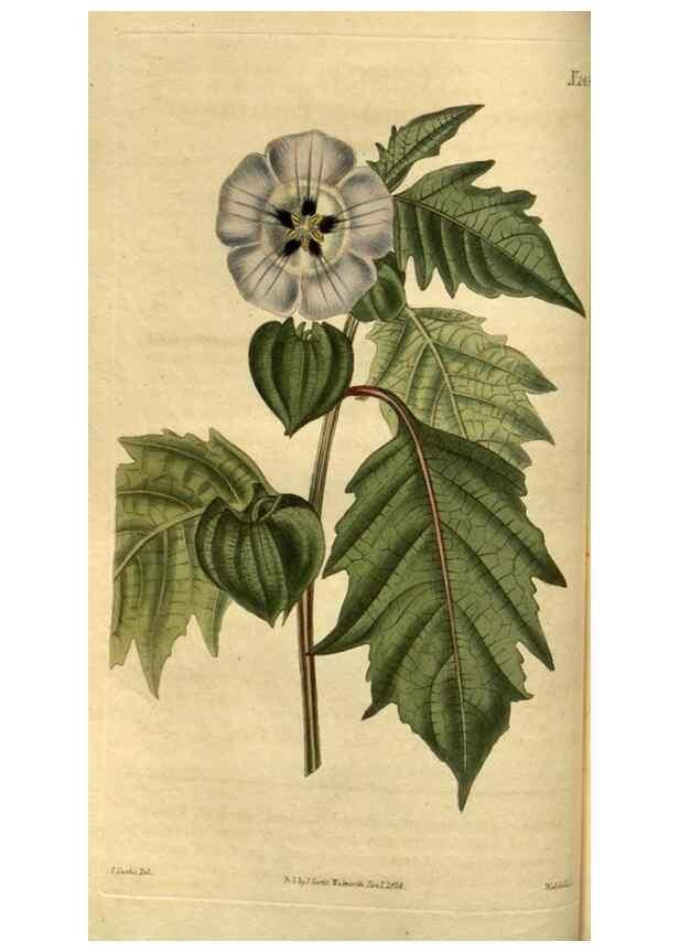 Reproducción/Reproduction 34860328300: Curtis's botanical magazine.. London ; New York [etc.] :Academic Press [etc.]