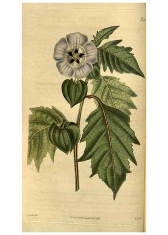 Reproducción/Reproduction 34860328300: Curtis's botanical magazine.. London ; New York [etc.] :Academic Press [etc.]