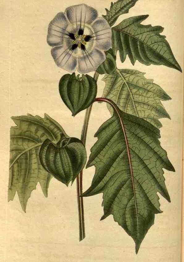 Reproducción/Reproduction 34860328300: Curtis's botanical magazine.. London ; New York [etc.] :Academic Press [etc.]