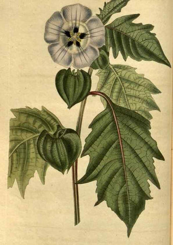 Reproducción/Reproduction 34860328300: Curtis's botanical magazine.. London ; New York [etc.] :Academic Press [etc.]