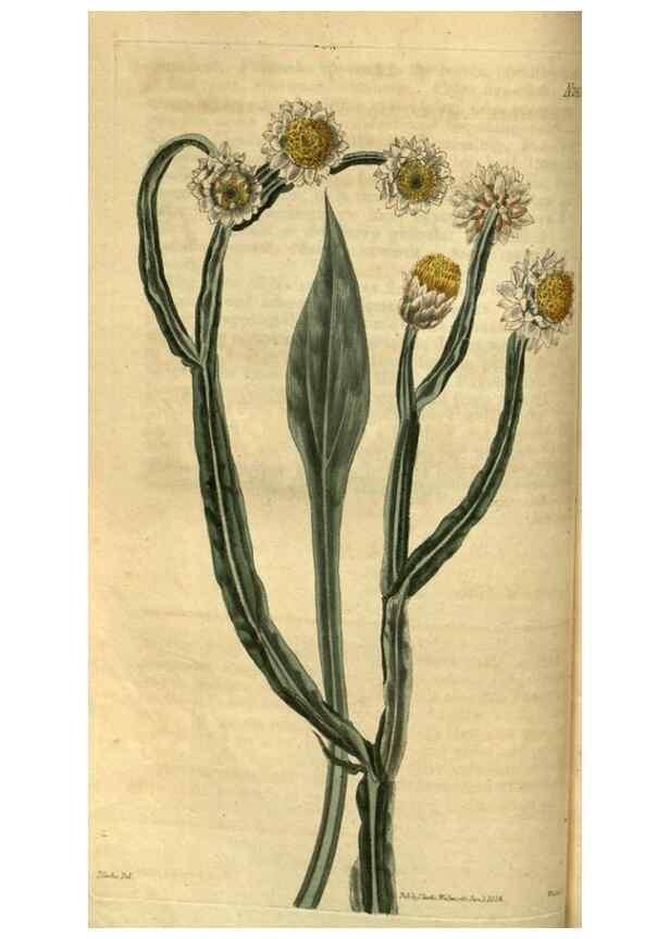 Reproducción/Reproduction 34860330420: Curtis's botanical magazine.. London ; New York [etc.] :Academic Press [etc.]