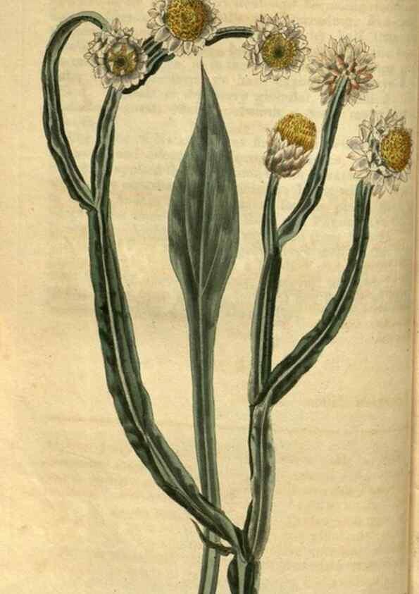 Reproducción/Reproduction 34860330420: Curtis's botanical magazine.. London ; New York [etc.] :Academic Press [etc.]