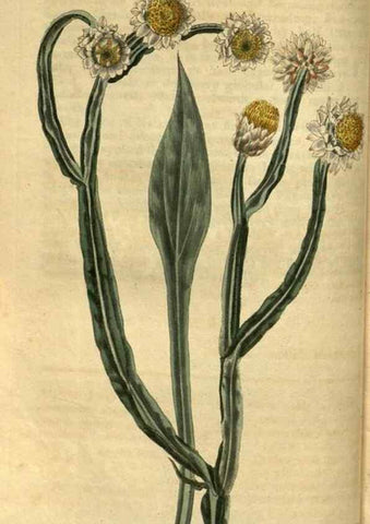Reproducción/Reproduction 34860330420: Curtis's botanical magazine.. London ; New York [etc.] :Academic Press [etc.]