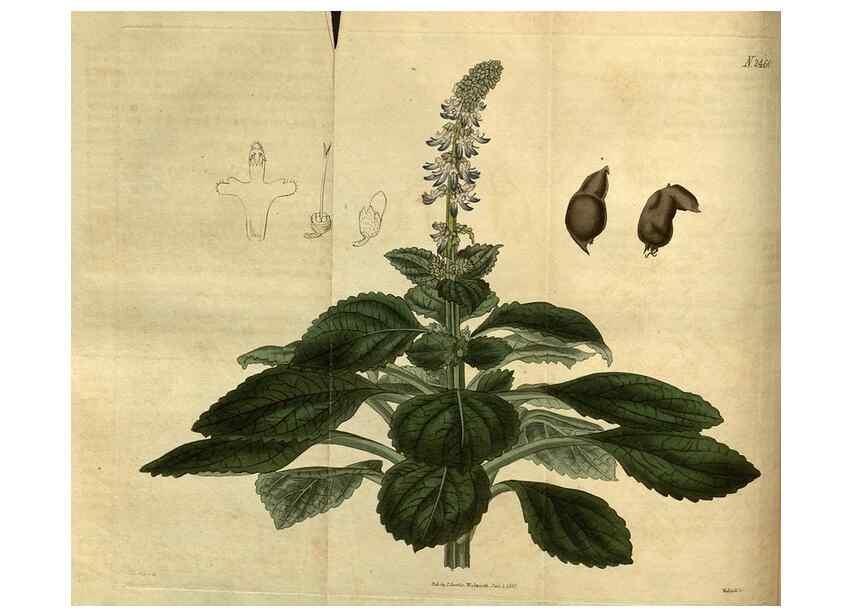 Reproducción/Reproduction 35207329086: Curtis's botanical magazine.. London ; New York [etc.] :Academic Press [etc.]