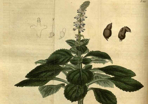 Reproducción/Reproduction 35207329086: Curtis's botanical magazine.. London ; New York [etc.] :Academic Press [etc.]