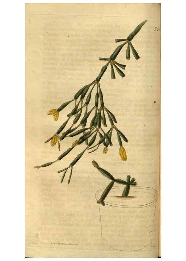 Reproducción/Reproduction 35207331506: Curtis's botanical magazine.. London ; New York [etc.] :Academic Press [etc.]