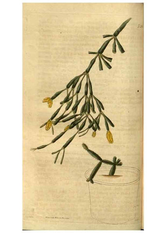 Reproducción/Reproduction 35207331506: Curtis's botanical magazine.. London ; New York [etc.] :Academic Press [etc.]