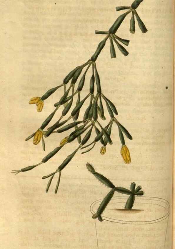 Reproducción/Reproduction 35207331506: Curtis's botanical magazine.. London ; New York [etc.] :Academic Press [etc.]