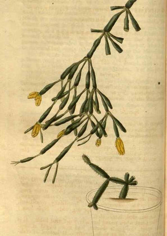 Reproducción/Reproduction 35207331506: Curtis's botanical magazine.. London ; New York [etc.] :Academic Press [etc.]