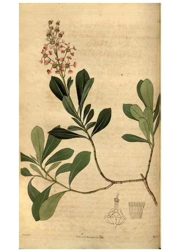 Reproducción/Reproduction 35207333666: Curtis's botanical magazine.. London ; New York [etc.] :Academic Press [etc.]