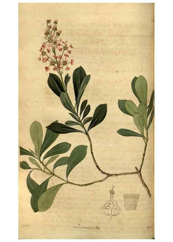 Reproducción/Reproduction 35207333666: Curtis's botanical magazine.. London ; New York [etc.] :Academic Press [etc.]